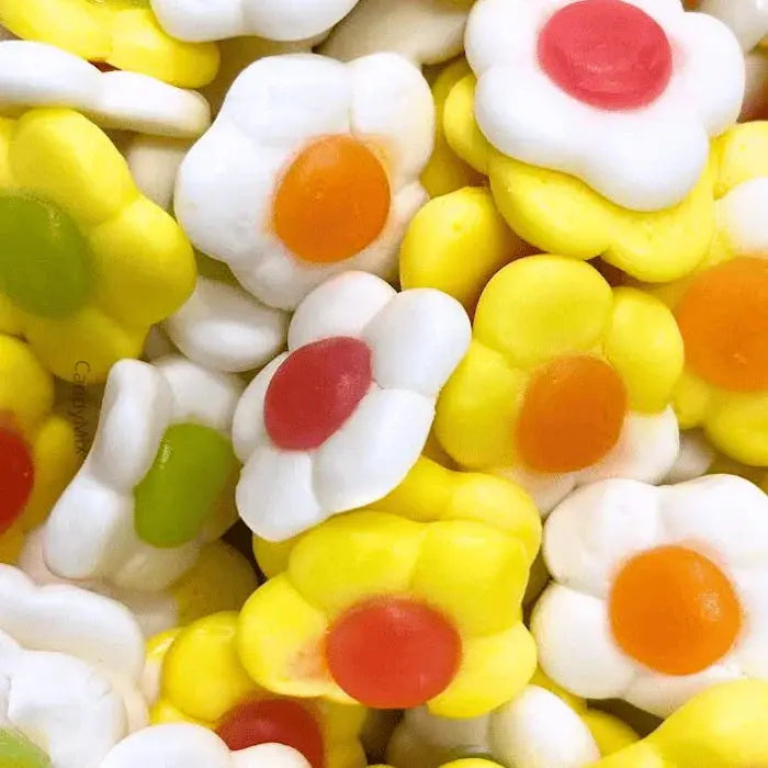 MARGUERITE MULTICOLORES LISSES JAKE